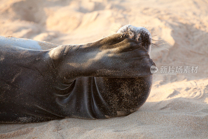 夏威夷僧海豹躺在考艾岛的海滩上