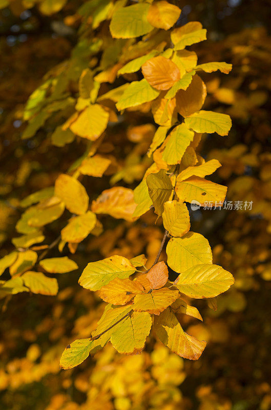 秋天，黄叶山毛榉的树枝