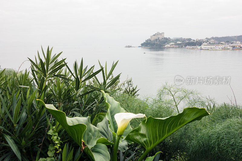 地中海海岸的野生马蹄莲花