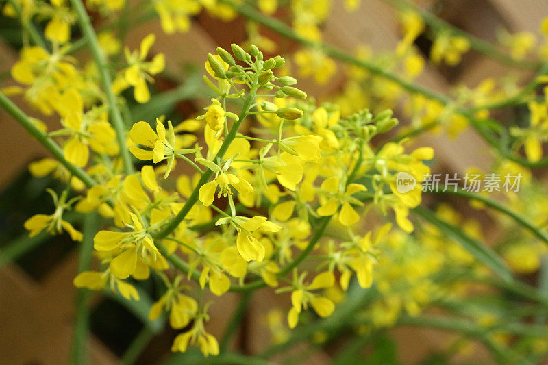 芥菜叶，芸苔属，芸苔科