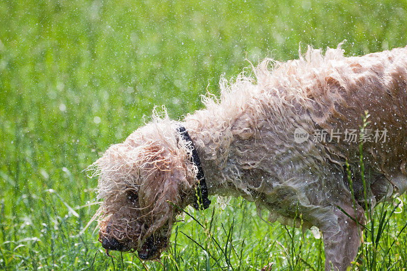 Labradoodle抖干