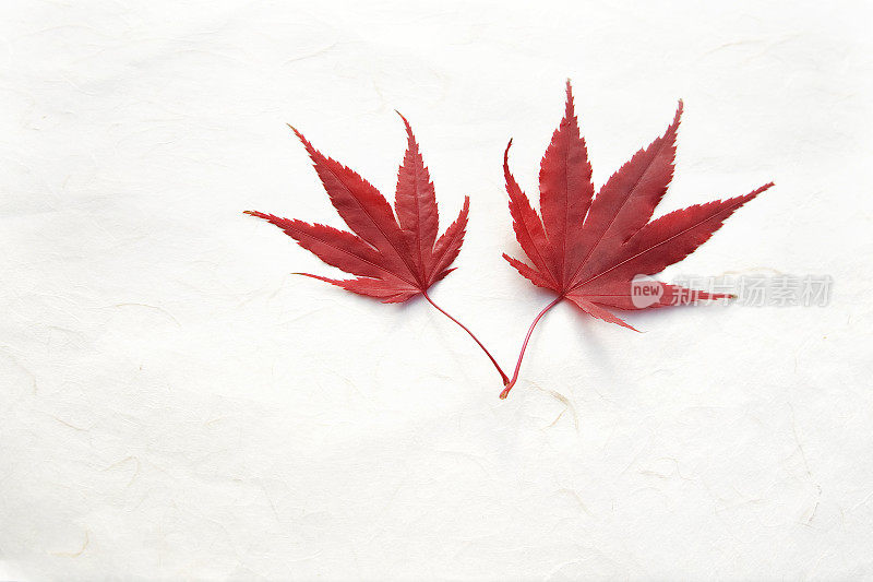 秋叶上手工制作的纸背景红白枫树