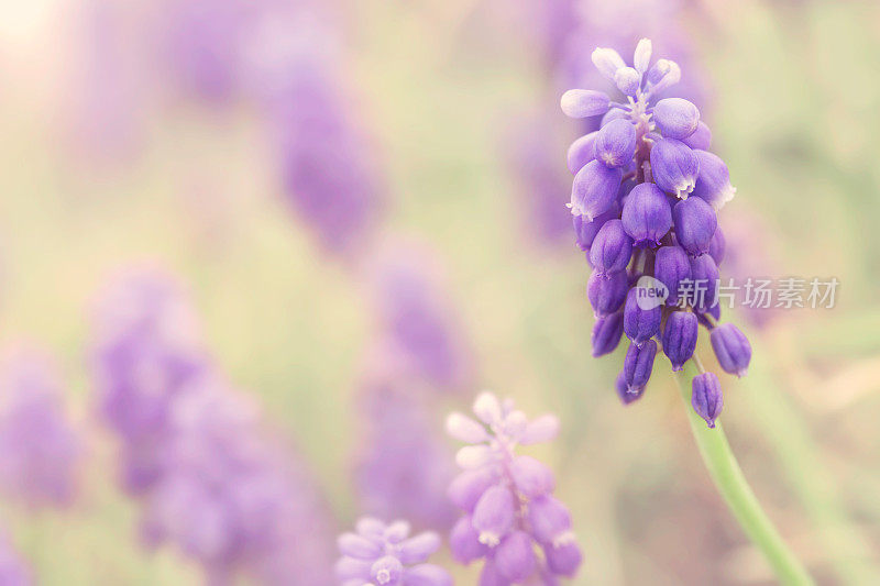 紫葡萄风信子花