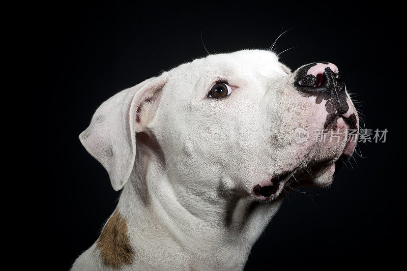 美国斗牛犬的肖像