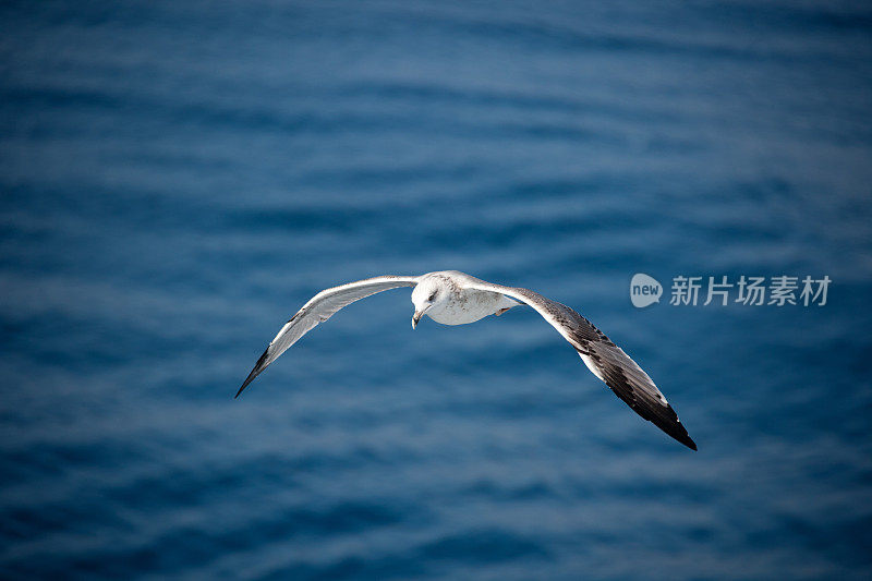 海鸥