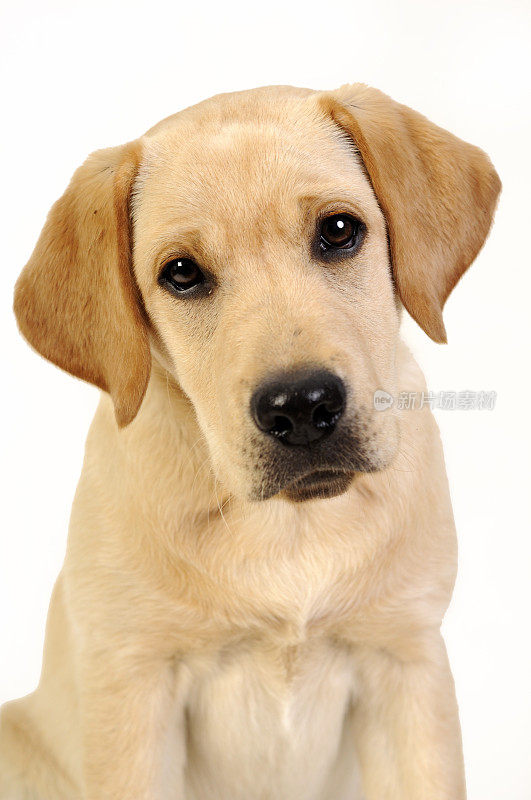 一只棕色拉布拉多小狗的肖像