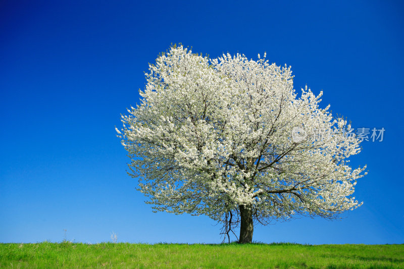 一棵巨大的樱桃树在春天的景观草地上绽放