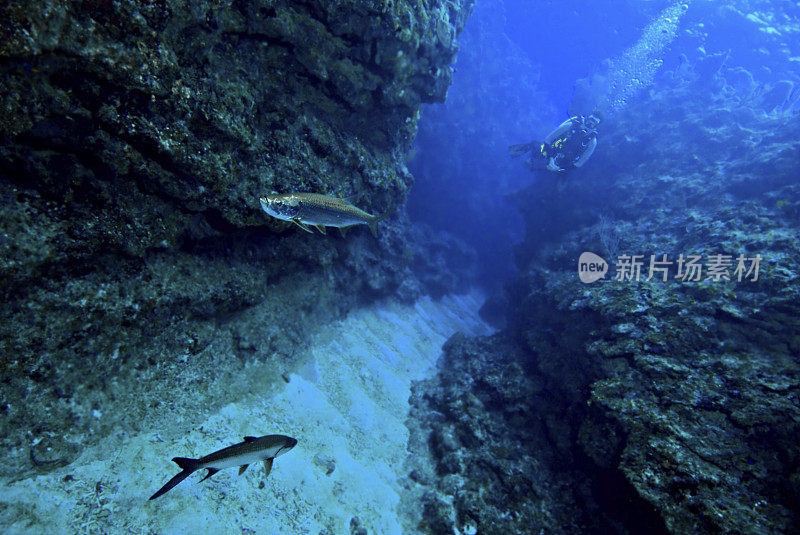 潜水员在水下频道看大海鲢