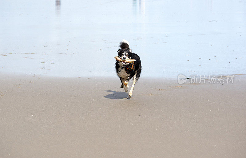 博德牧羊犬在海滩上奔跑