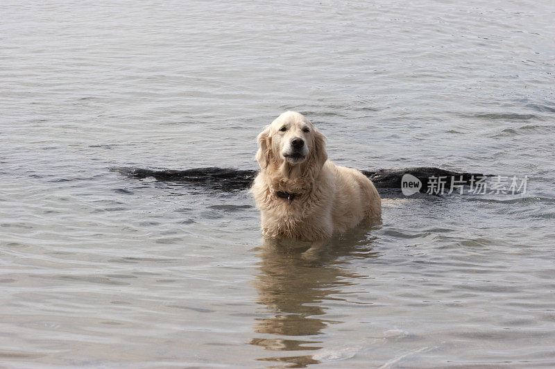 狗在海中溅起金色的水花