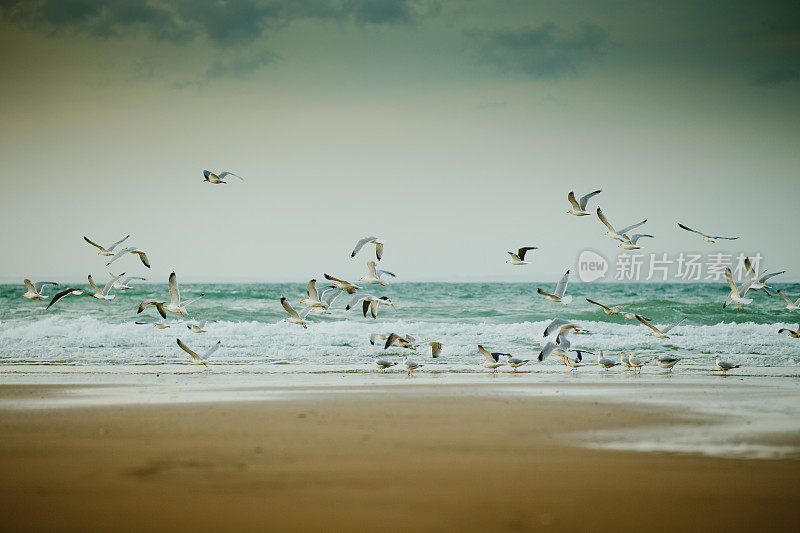 一大群鸟飞过海滩