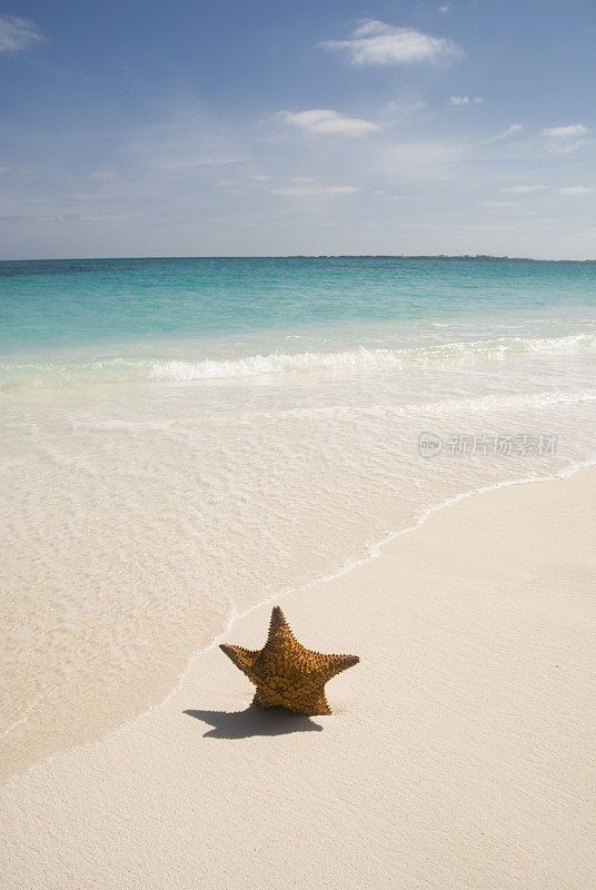 海滩上的海星