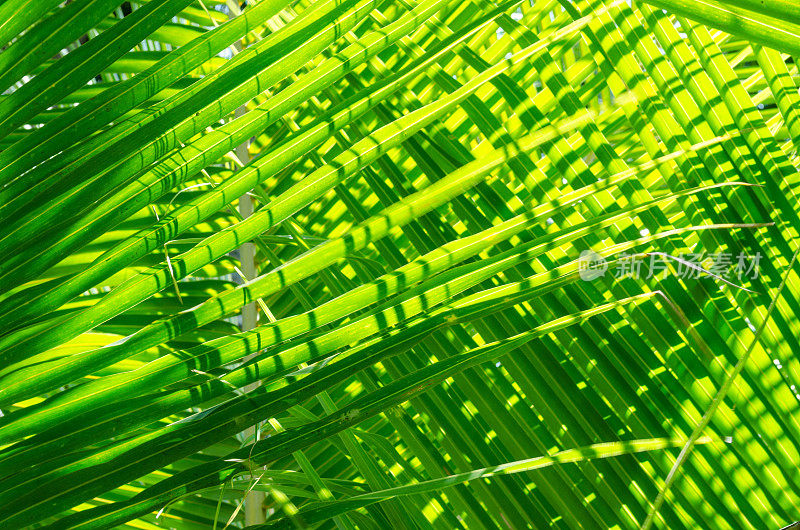椰子树的绿叶在阳光下的细节