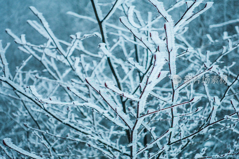 树枝上的雪