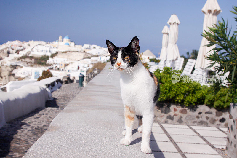 希腊圣托里尼岛的流浪猫