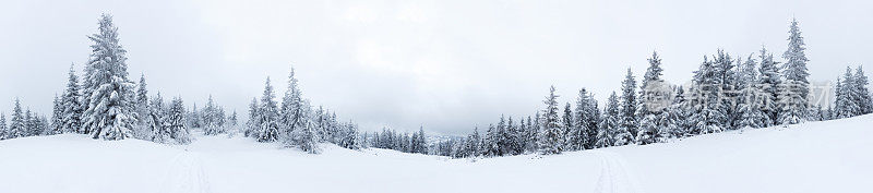 云杉森林覆盖雪在冬季景观