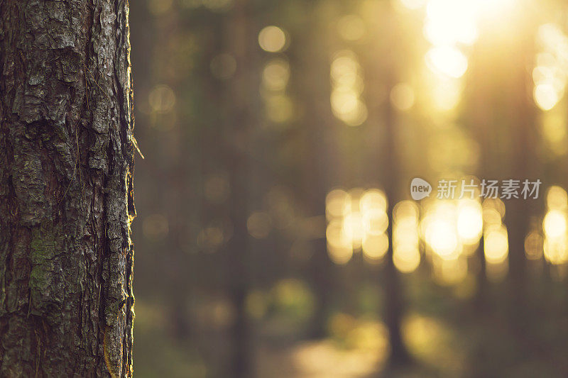 阳光透过树木在常绿森林-英国