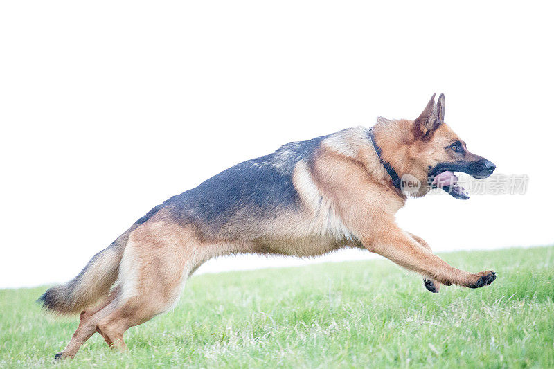 德国牧羊犬动作射击