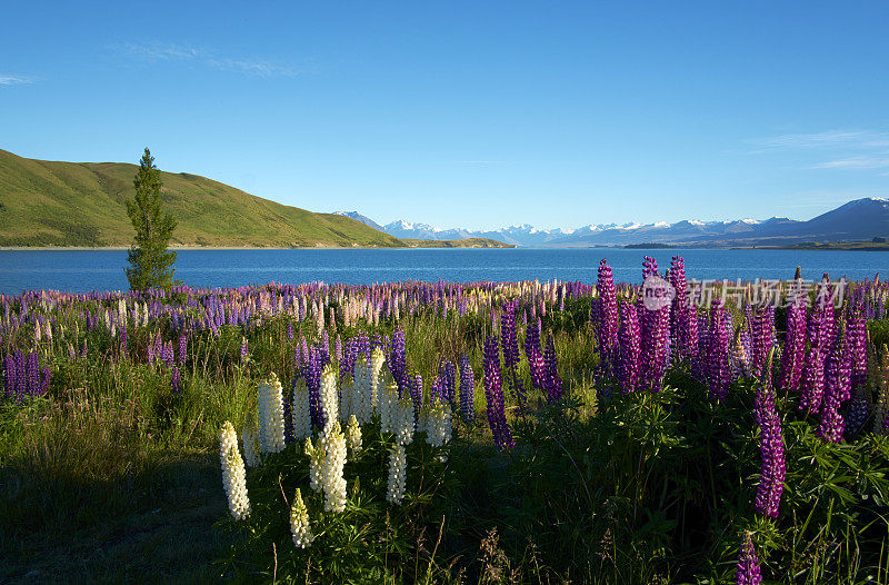 特卡波湖的Lupins