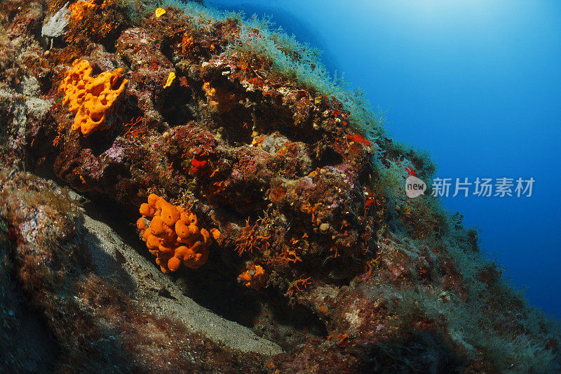 水下海洋生物珊瑚礁海洋海绵