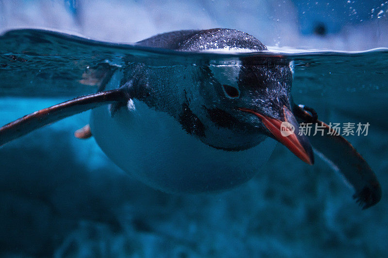 企鹅漂浮在水下