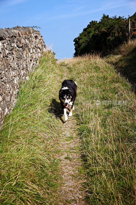威尔士的边境牧羊犬沿着干燥的石墙行走