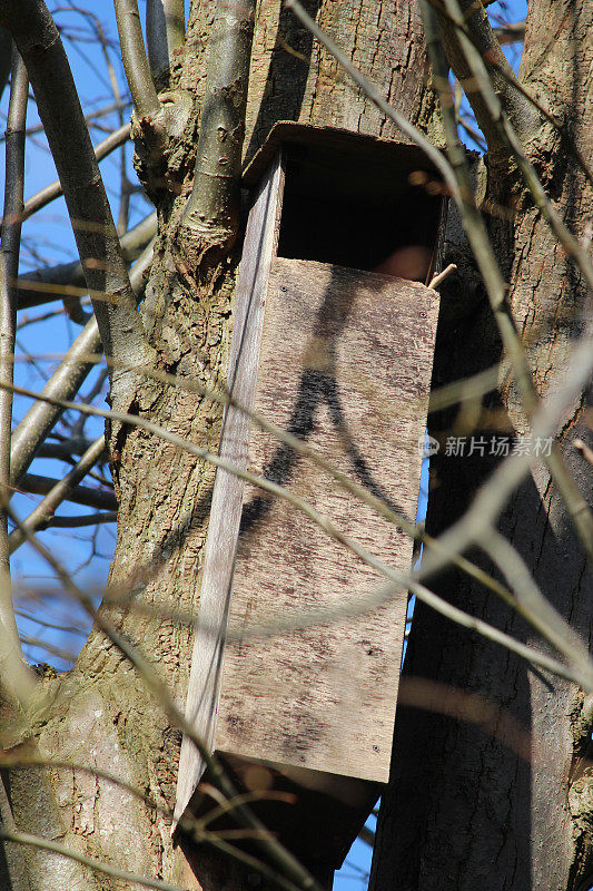 林地中黄褐色猫头鹰巢箱的图片