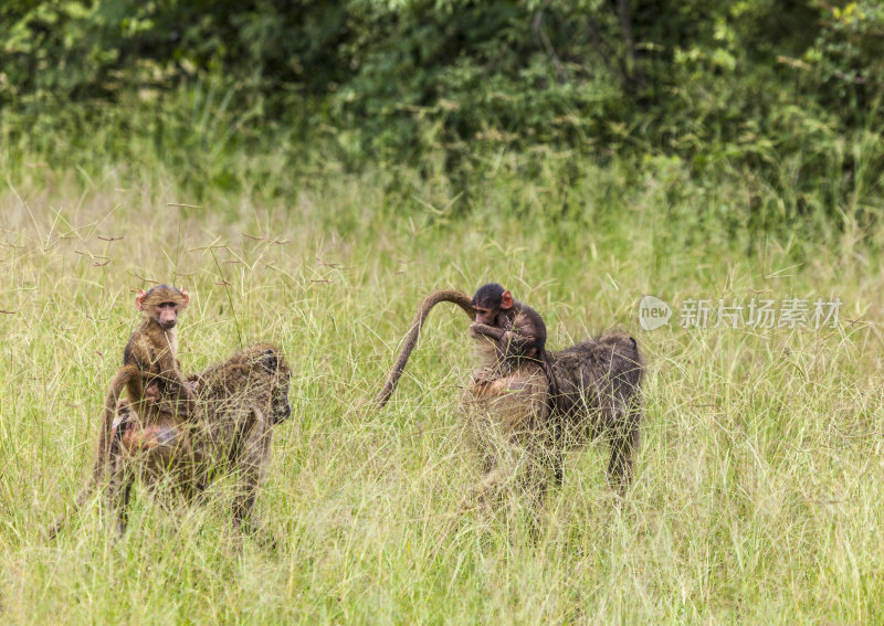 年轻的恰马狒狒骑在妈妈的背上;Chobe_N.P。、博茨瓦纳