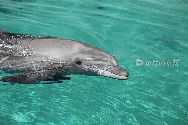 海豚在水下海洋