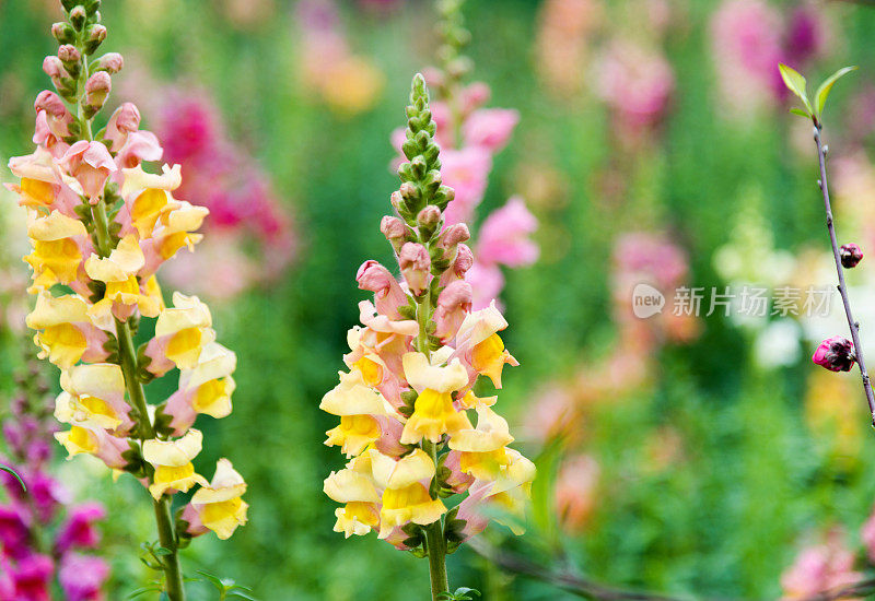 金鱼花在花园里