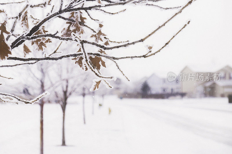 冰冻的橡树叶在冬天与雪花的景象