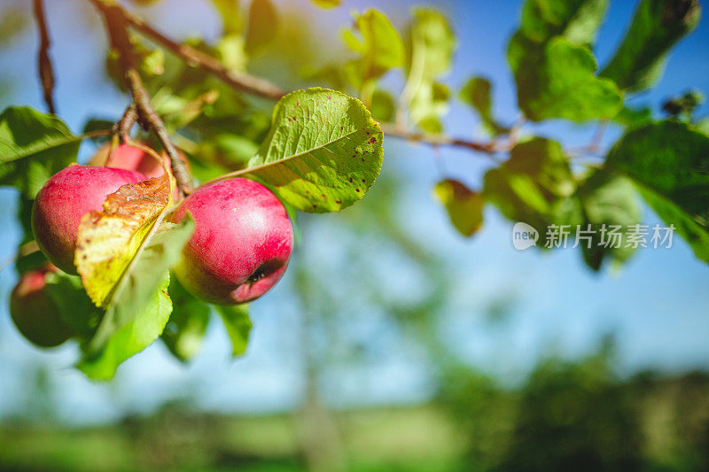 苹果树