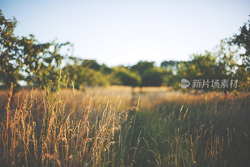 夕阳中的夏日草地