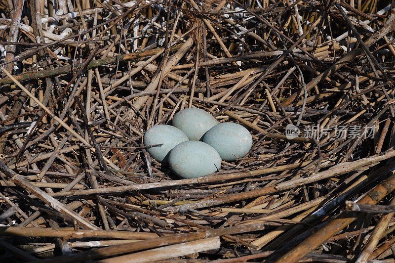 用苍鹭的蛋筑巢