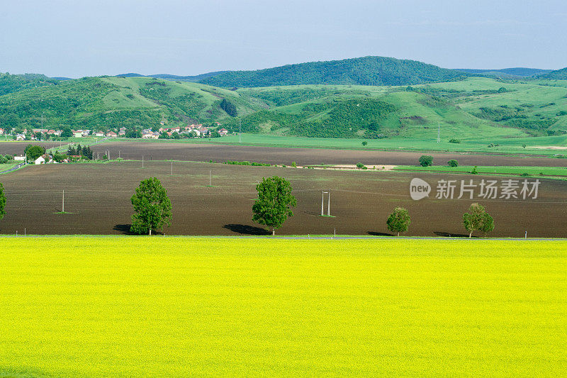 油菜花领域