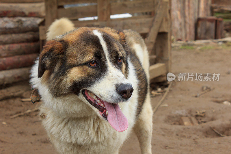 狗在院子里