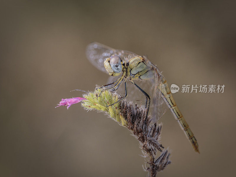 一朵花中的蜻蜓