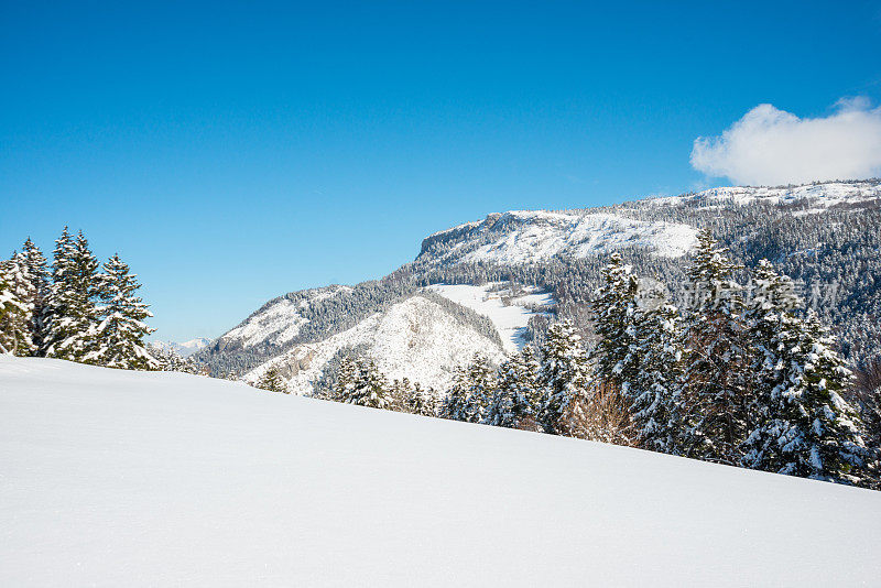 冬季景观与雪和树