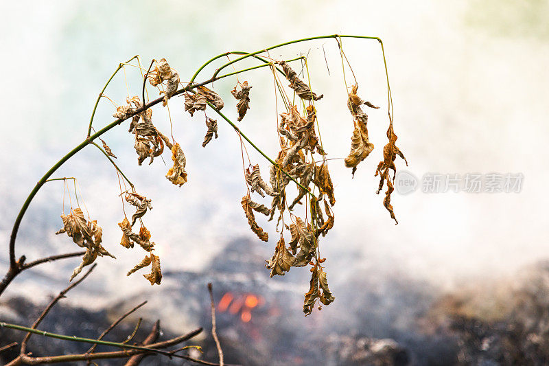 在一场灌木丛火灾前悬挂树枝