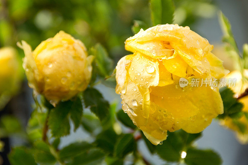 雨点落在花园里下垂的黄玫瑰上。