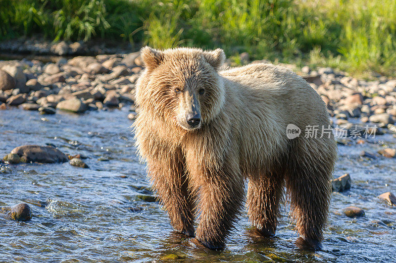 近距离棕色熊在河与光在脸上