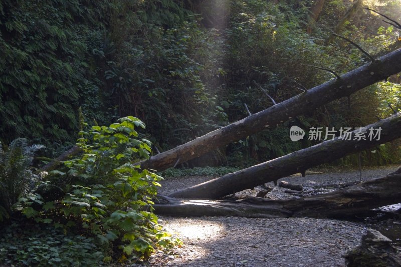 蕨类植物峡谷光