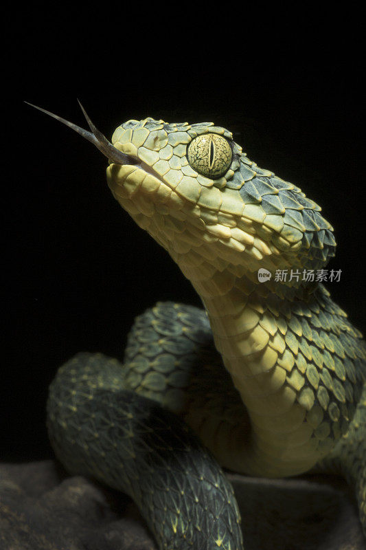 绿灌木蝰蛇-舌头呈叉状的毒蛇