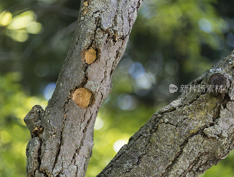 啄木鸟在树上挖洞
