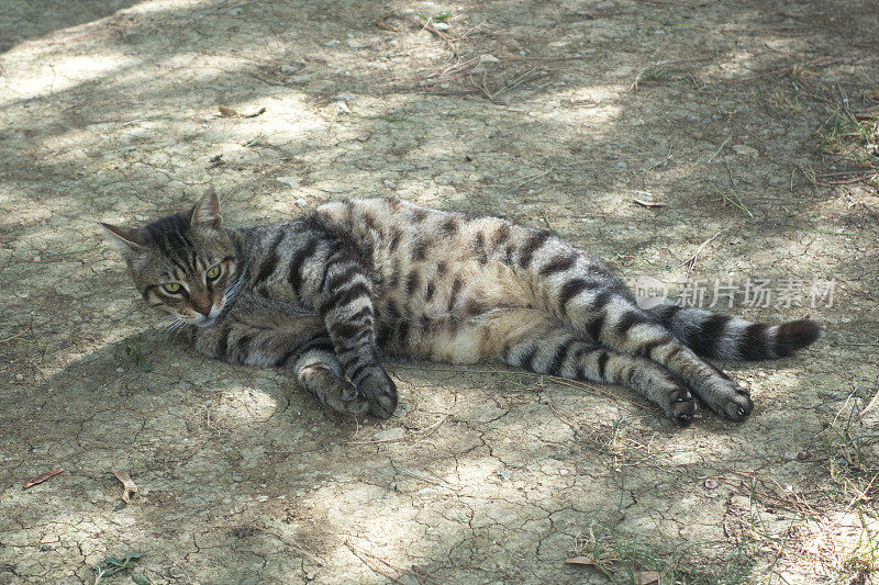 沉睡的猫