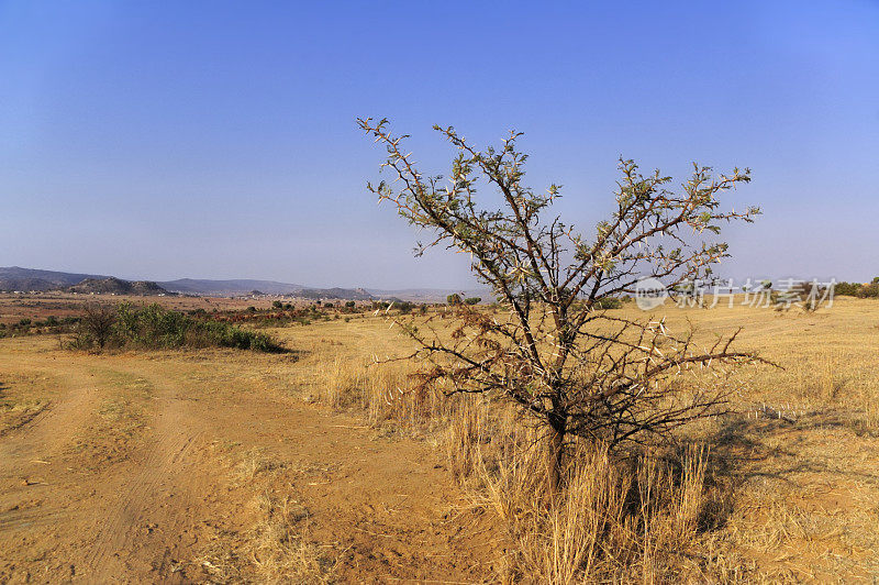 南非槐树景观