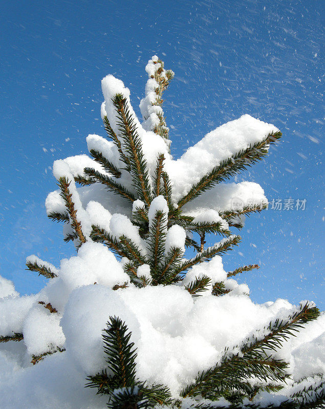 冰雪覆盖的松树