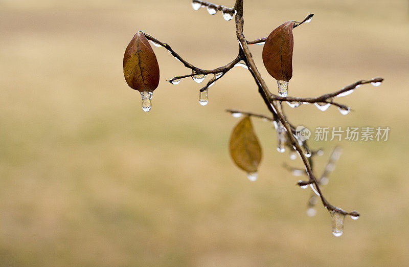 冰雪风暴