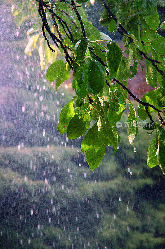 夏雨