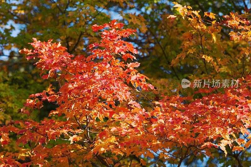 枫叶在秋天变换颜色
